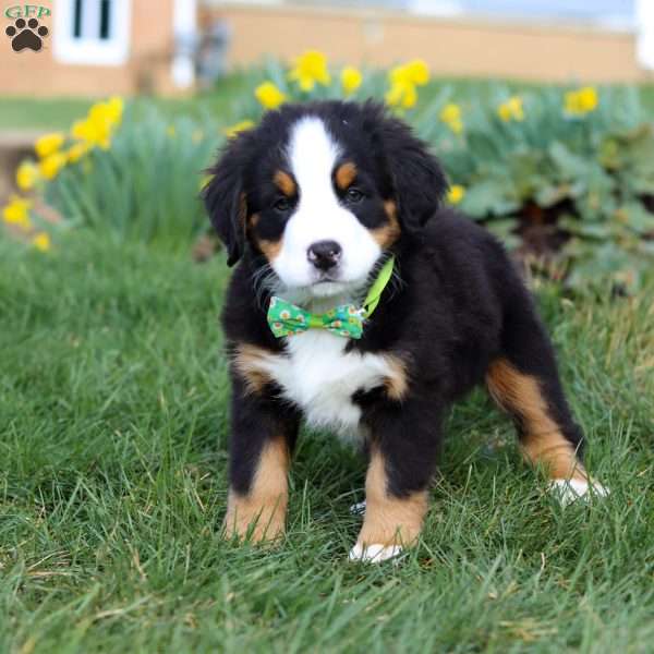 Oliver, Bernese Mountain Dog Puppy